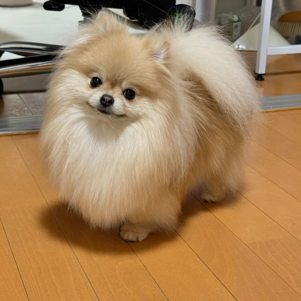 Pomerania: ¿es la raza ideal para tu hogar?
