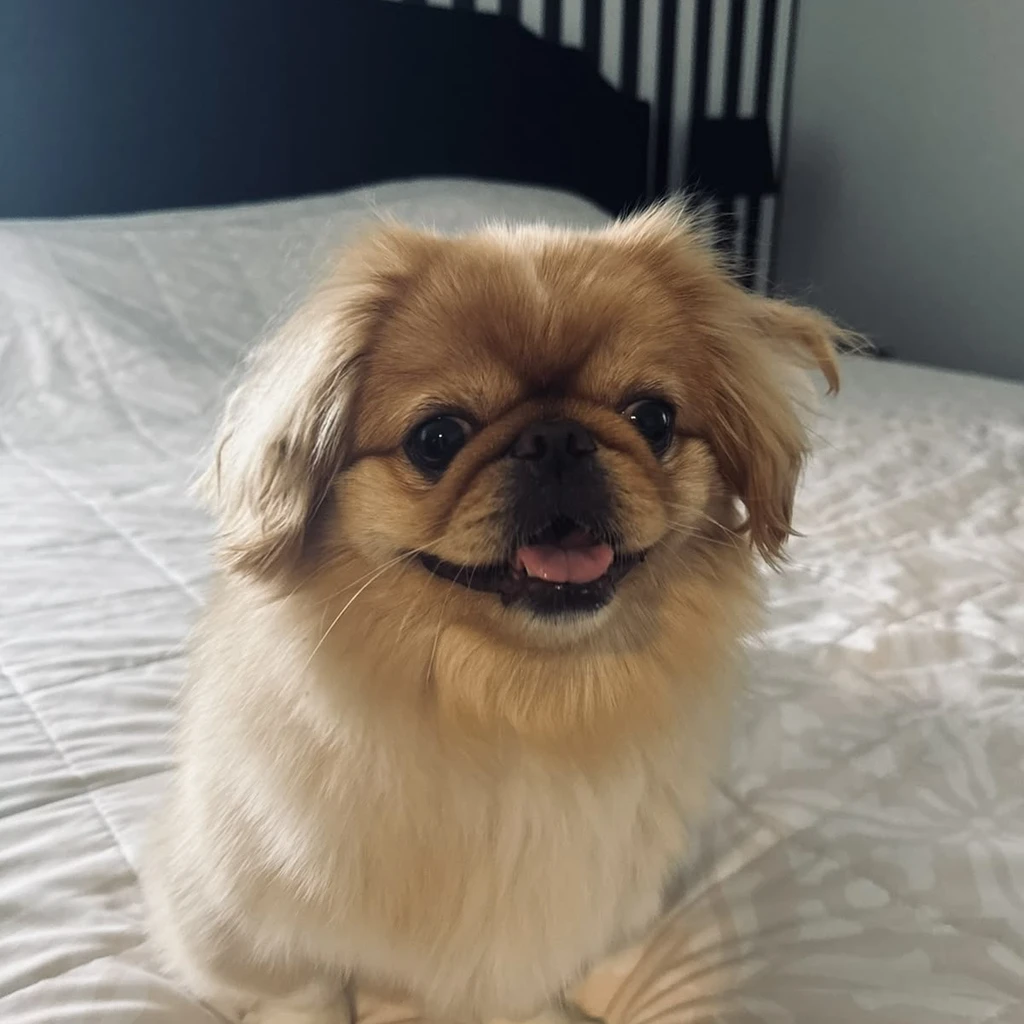 Foto 3 de Pekinés