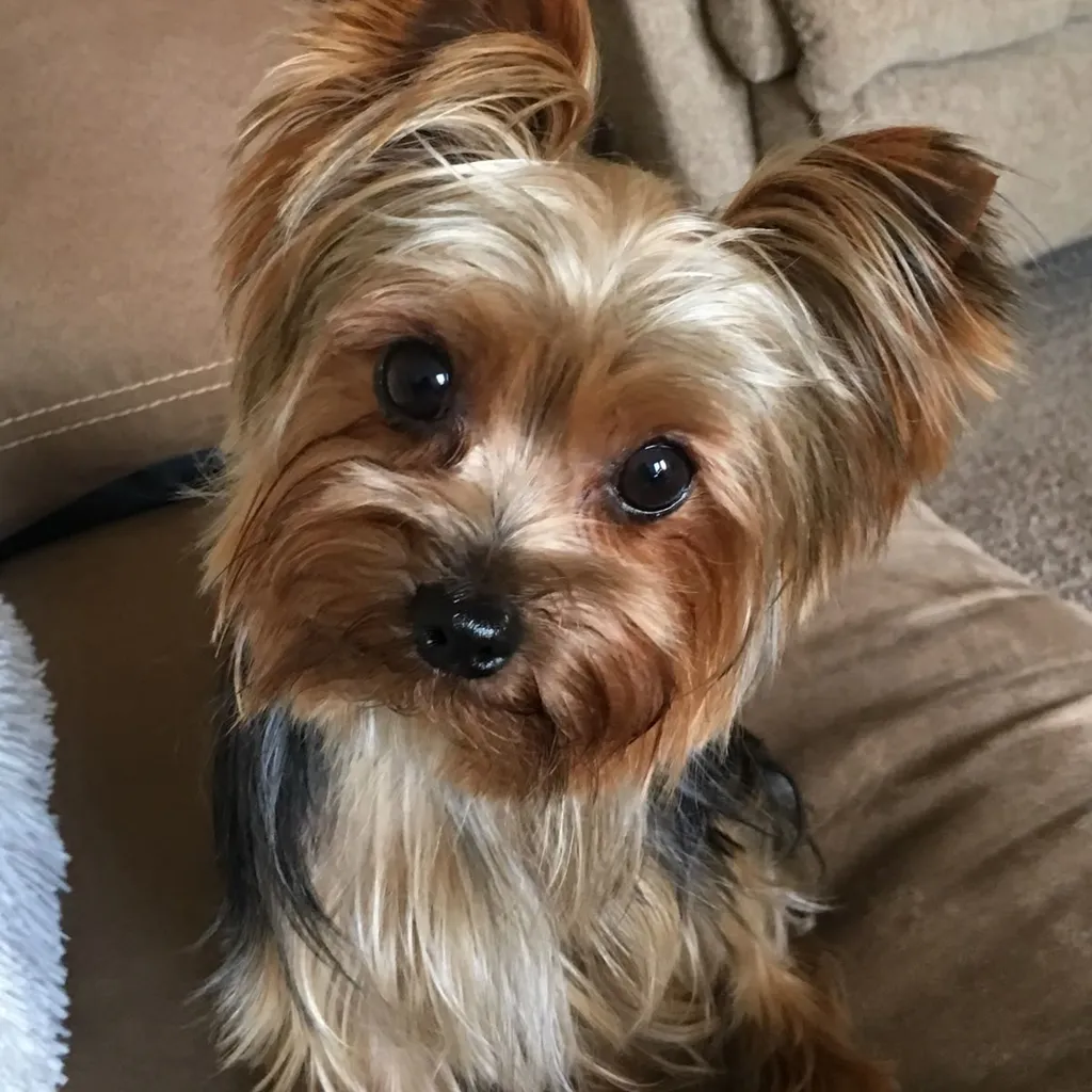 Foto 5 de Yorkshire Terrier