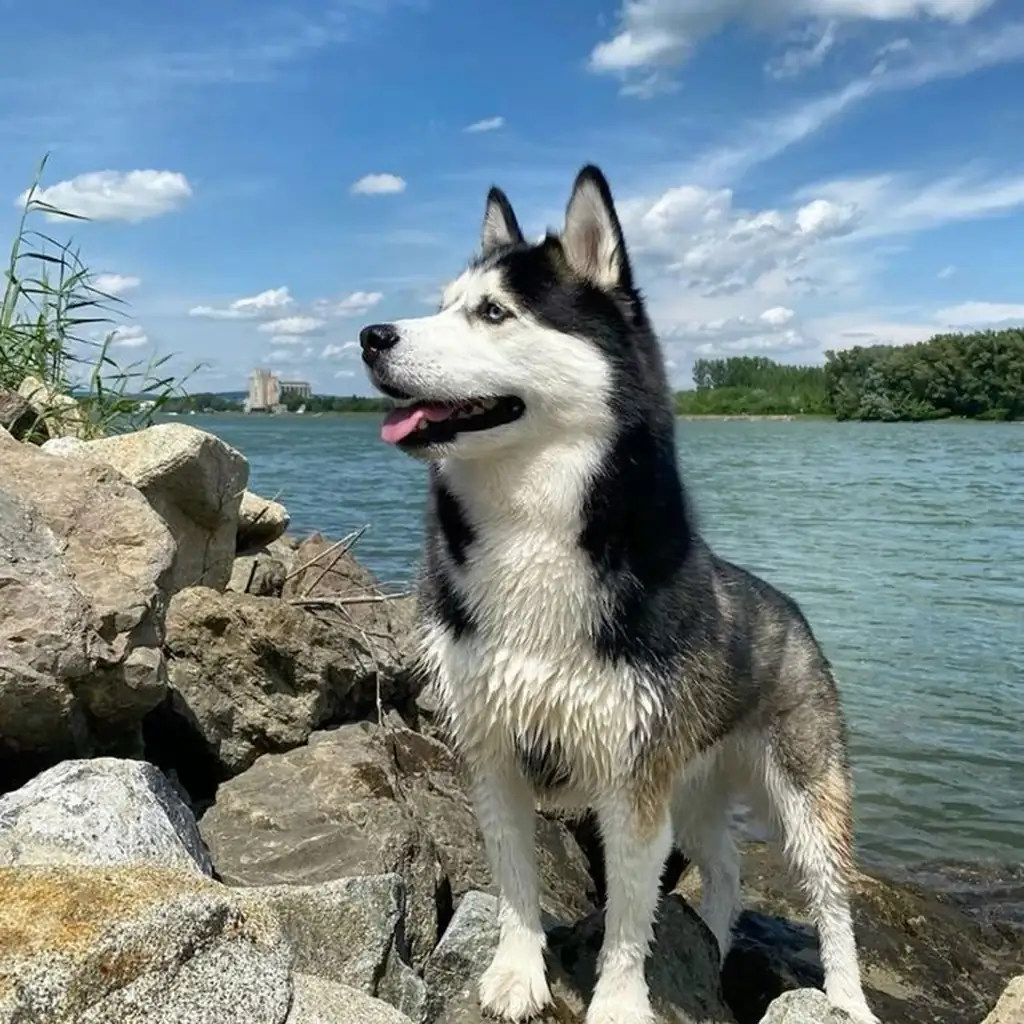 Foto 5 de Husky Siberiano