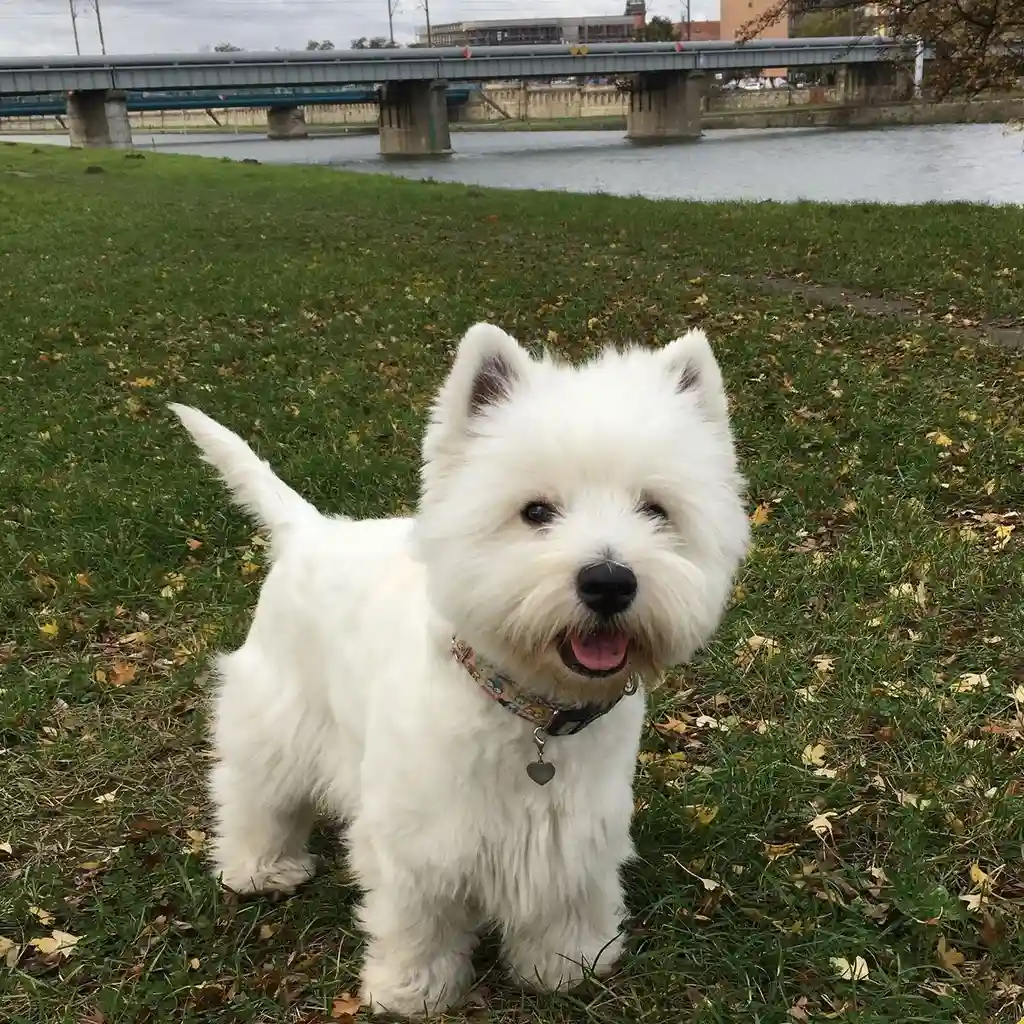 Foto 6 de West Highland Terrier (Westy)