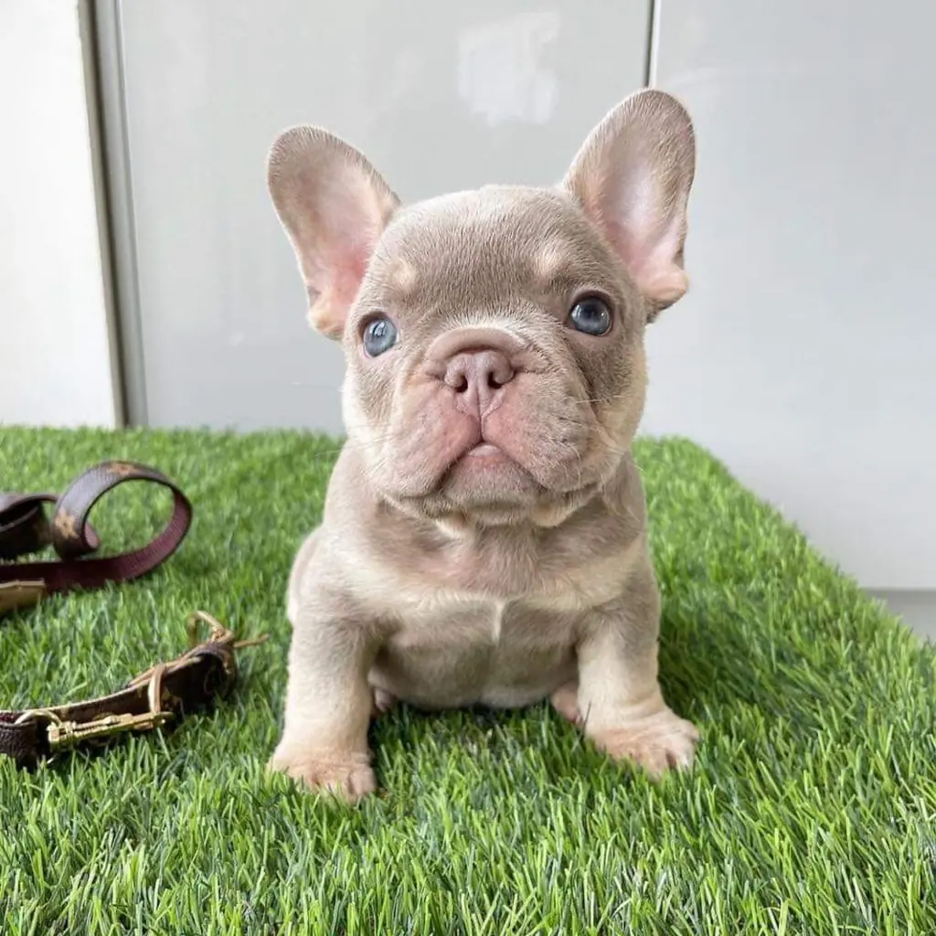 Cachorro Bulldog Francés disponible