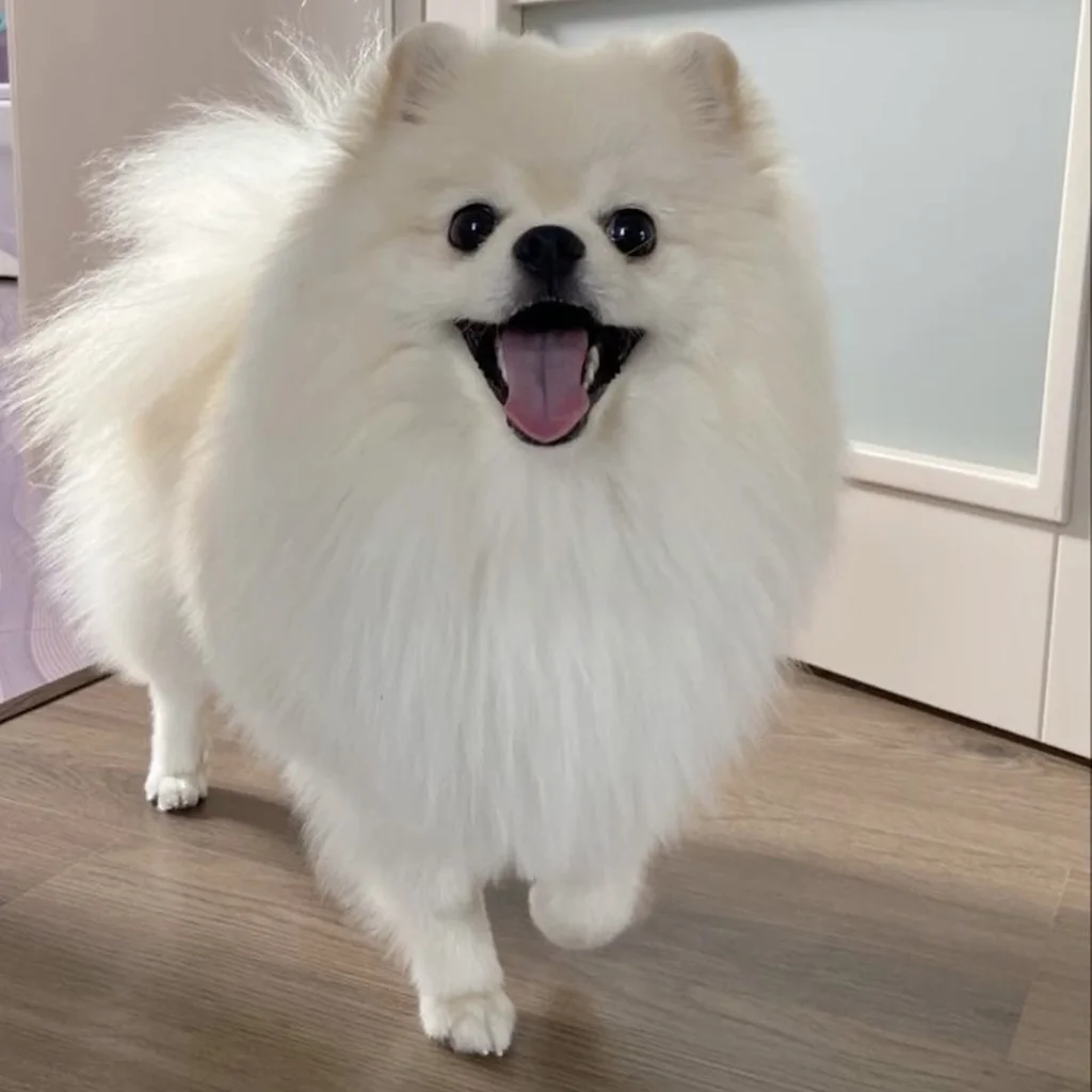 Cuánto cuesta un Pomerania en Medellín