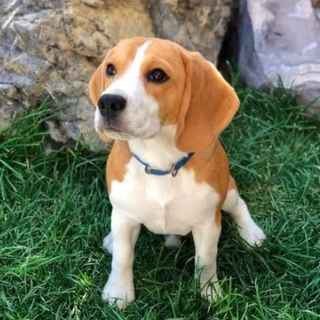 Foto 4 de Beagle