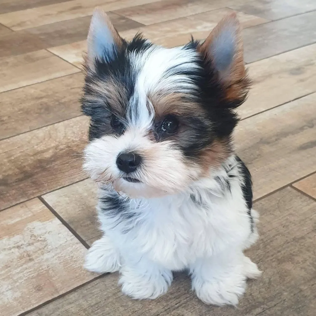 Foto 5 de Yorkie Biewer