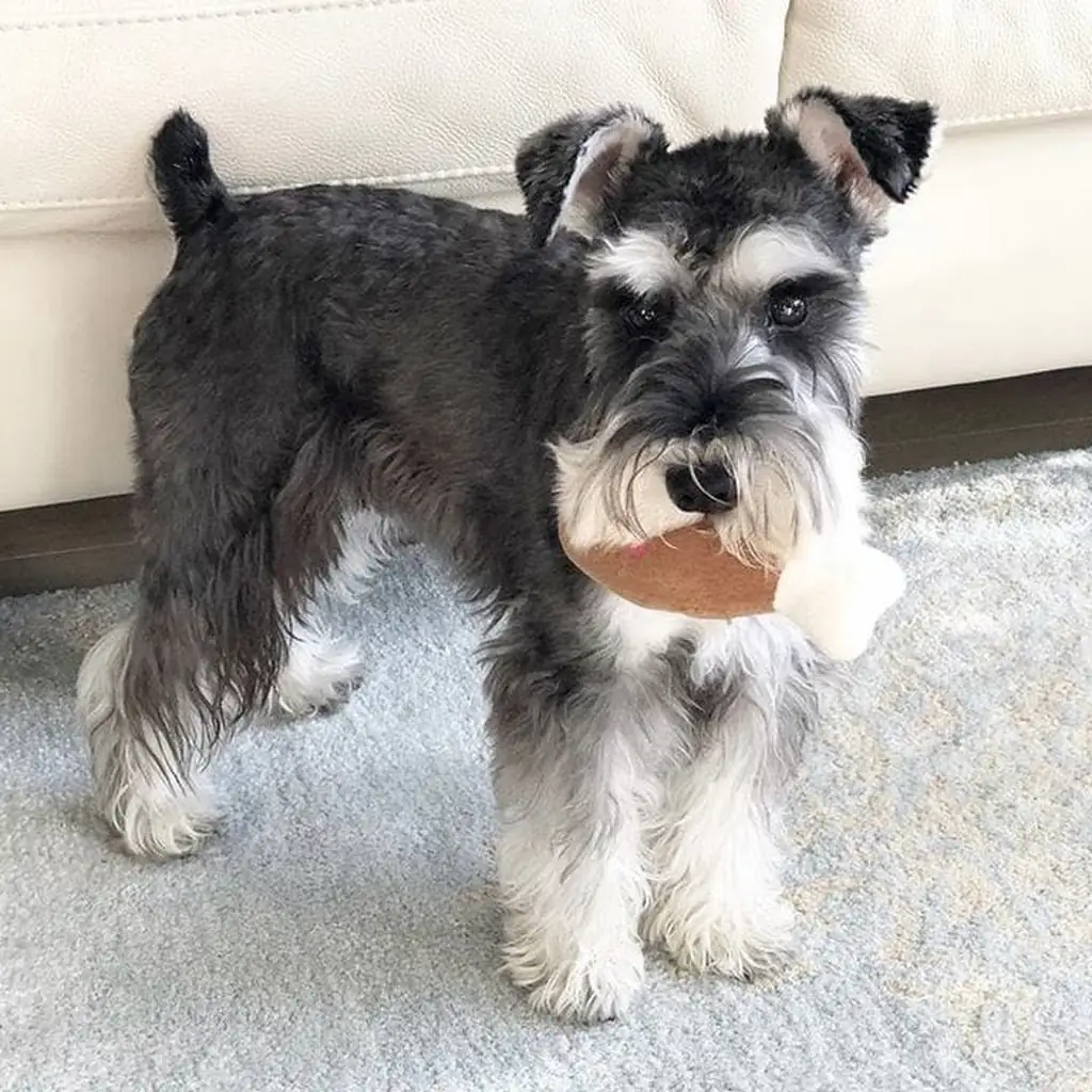 Foto 5 de Schnauzer