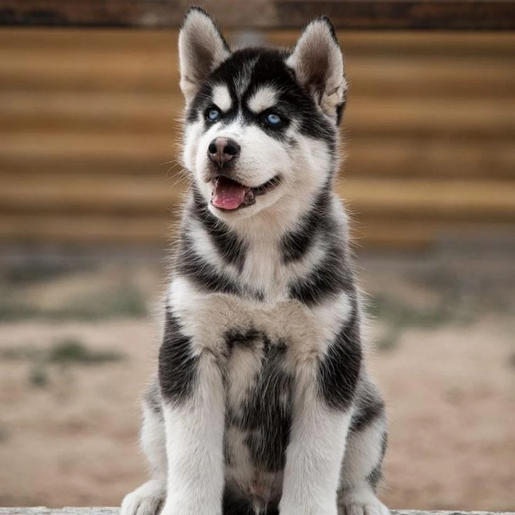 Foto 2 de Husky Siberiano