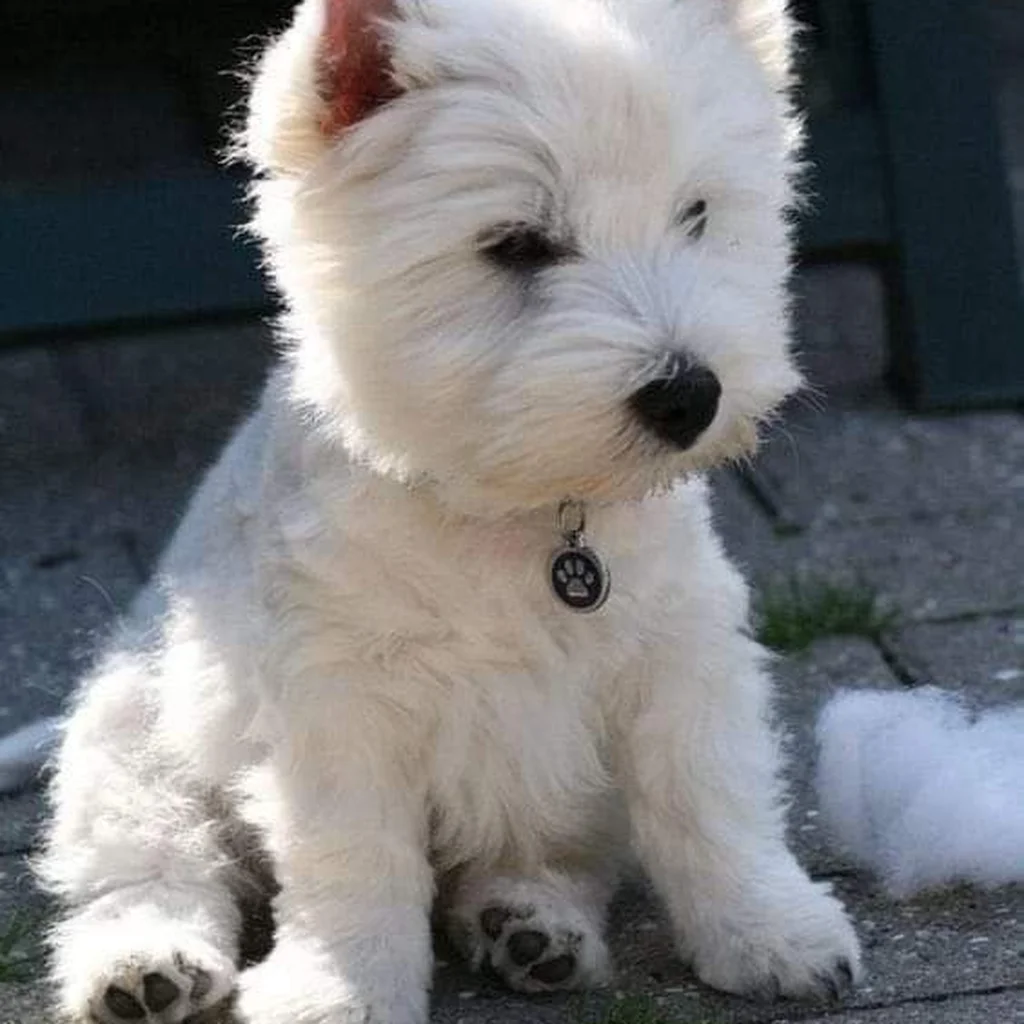 Foto 5 de West Highland Terrier (Westy)