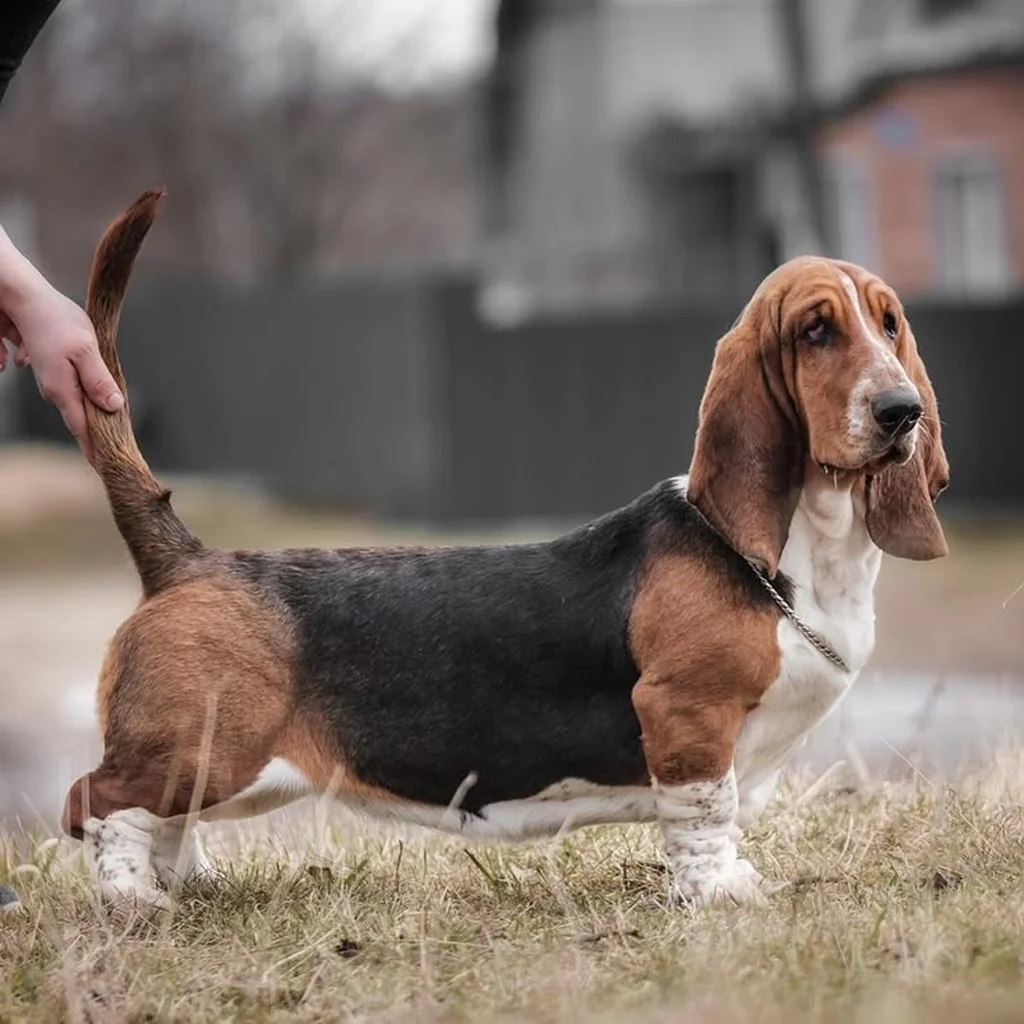 Cachorro Basset Hound