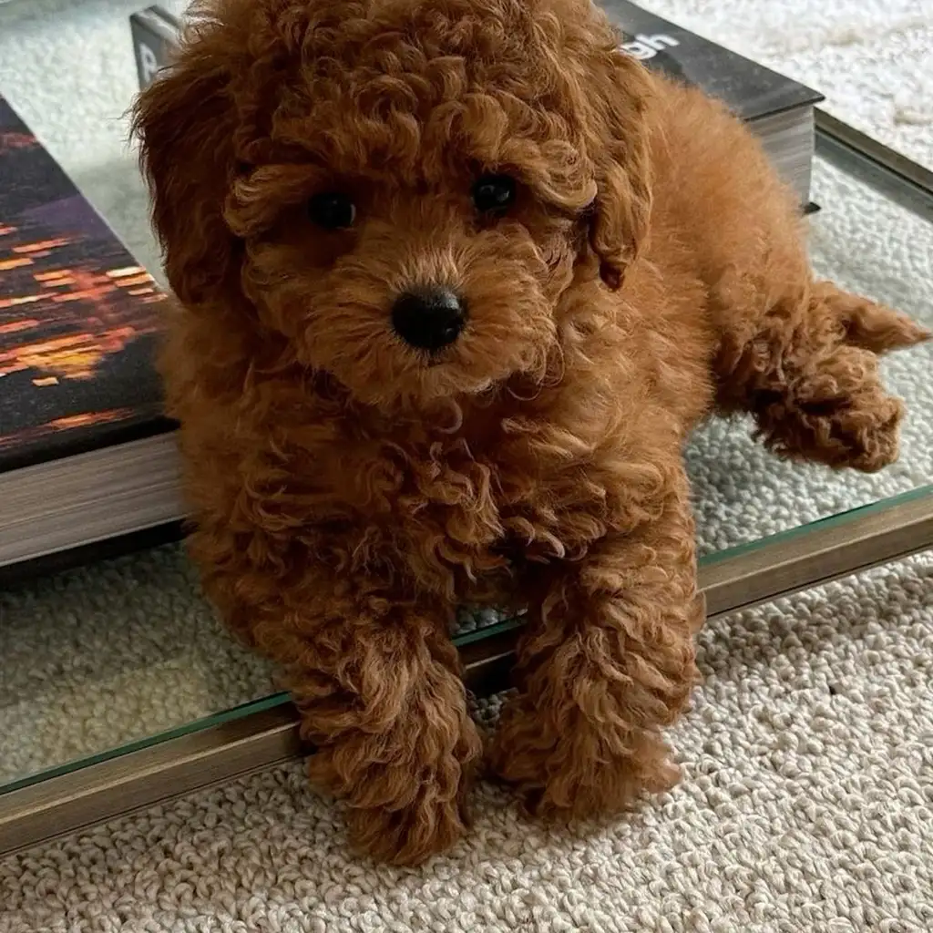 Cachorro Caniche Toy