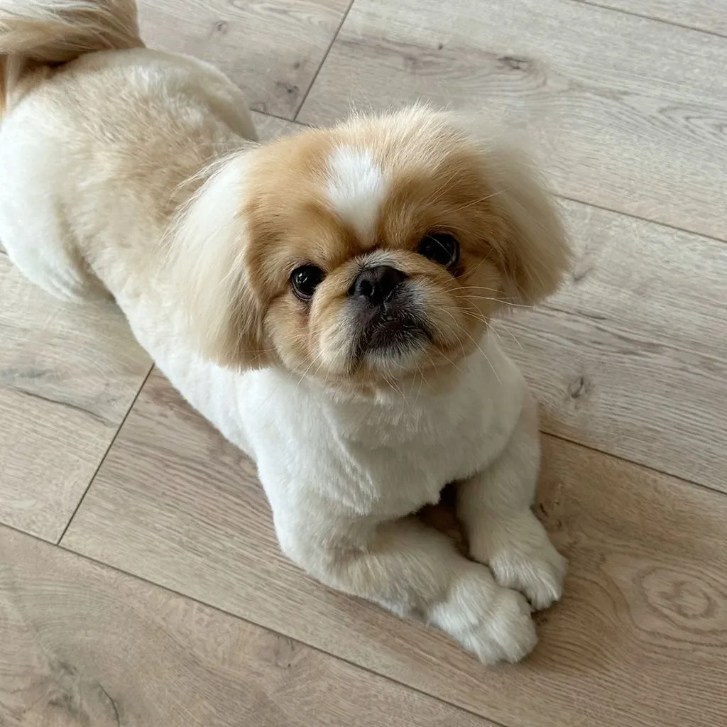 Foto 5 de Pekinés