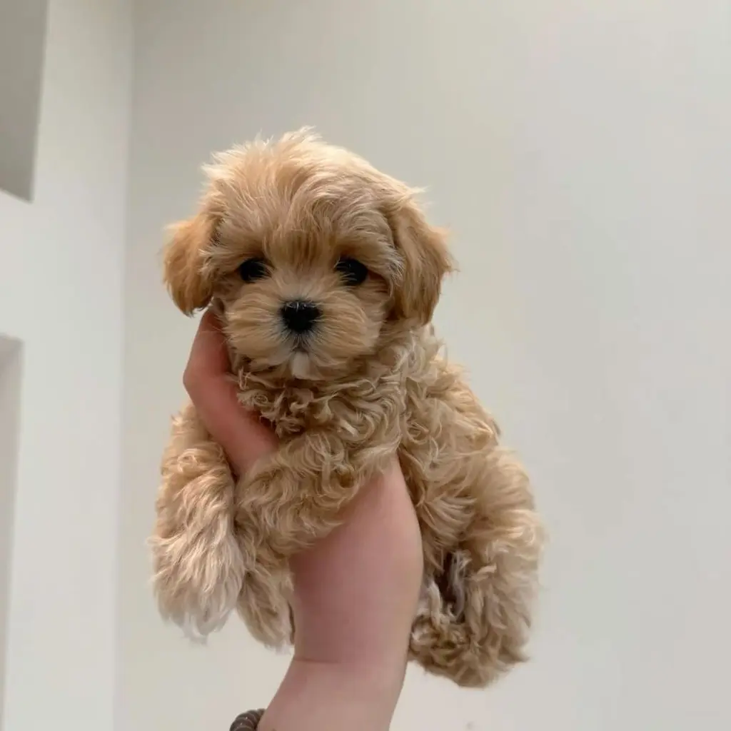 Foto 2 de Maltipoo