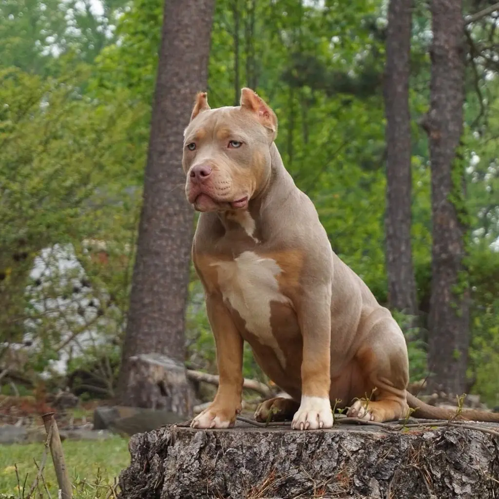 Cachorro Pitbull del criadero Todas Las Razas