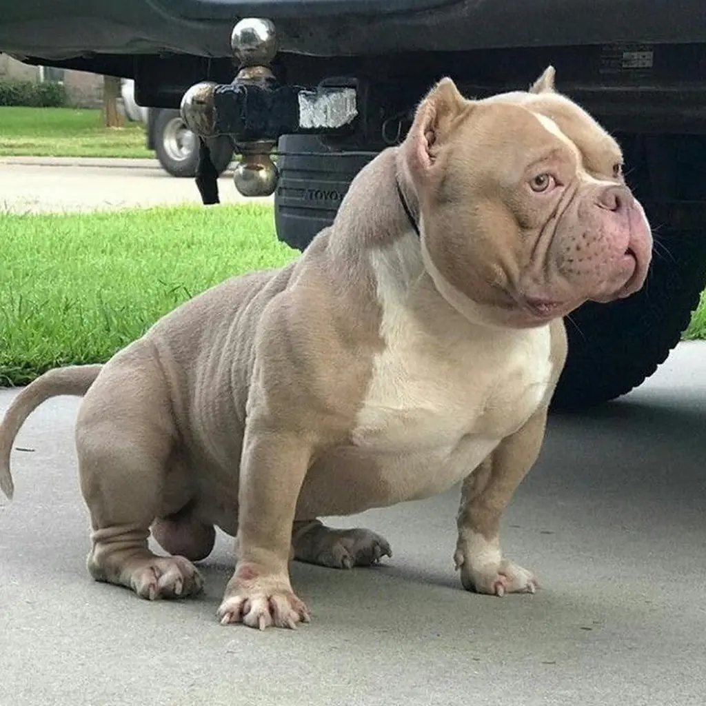 Foto 3 de American Bully