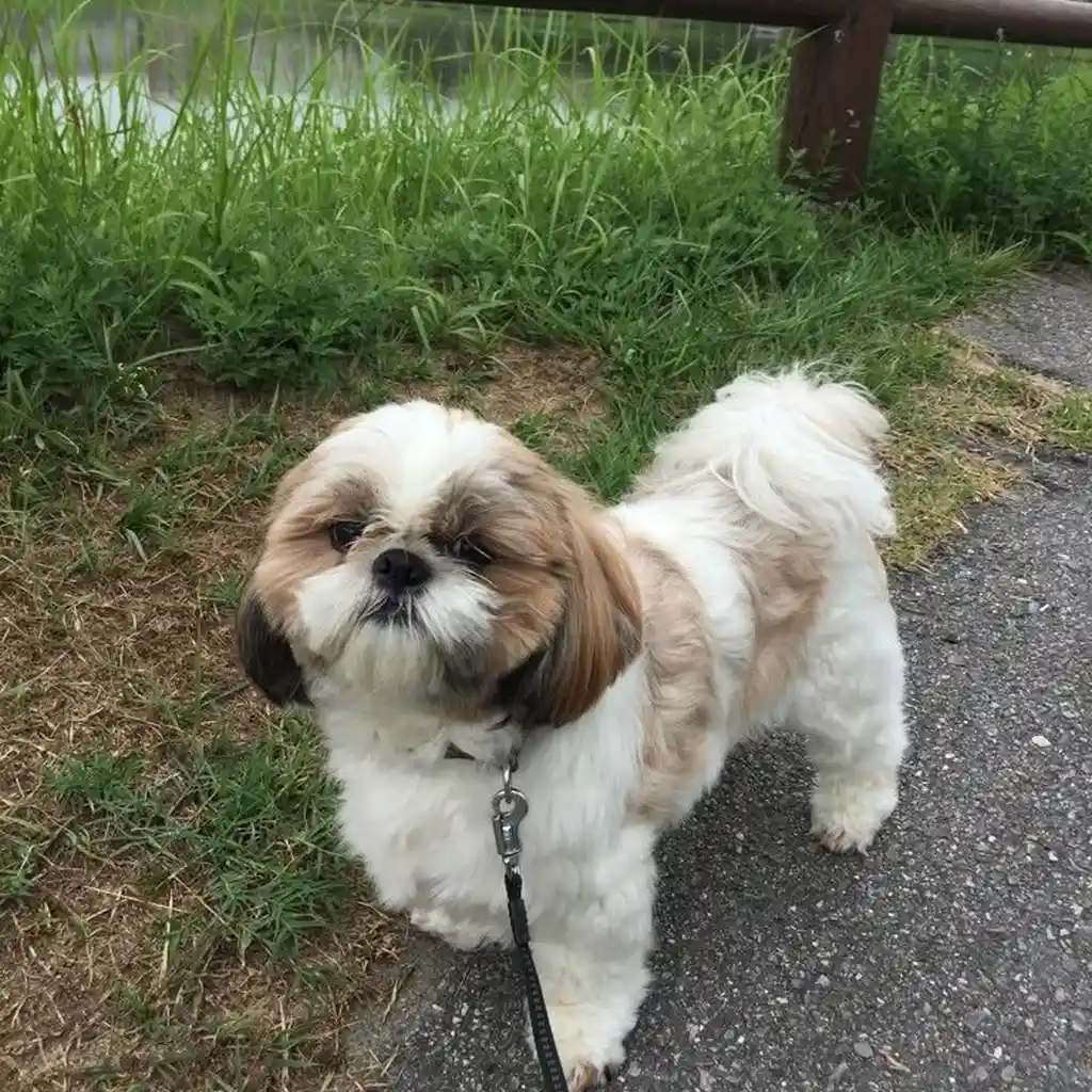 Cachorro Shih Tzu