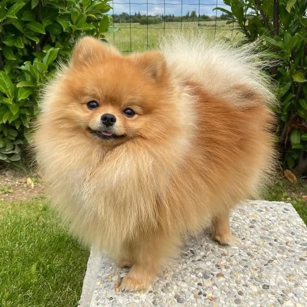 Foto 5 de Pomerania