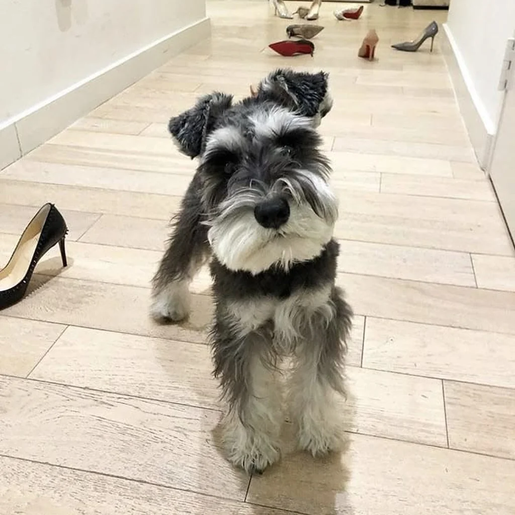 Foto 4 de Schnauzer