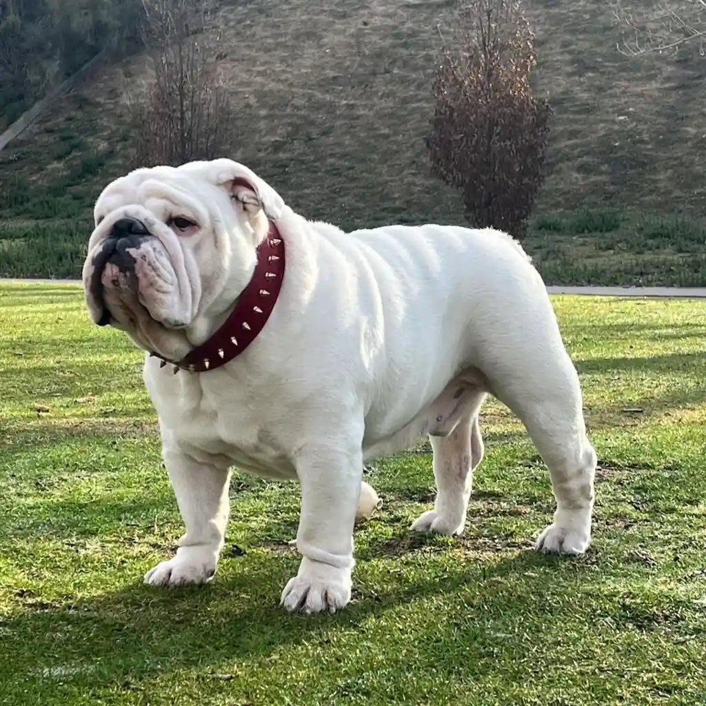 Foto 3 de Bulldog Inglés