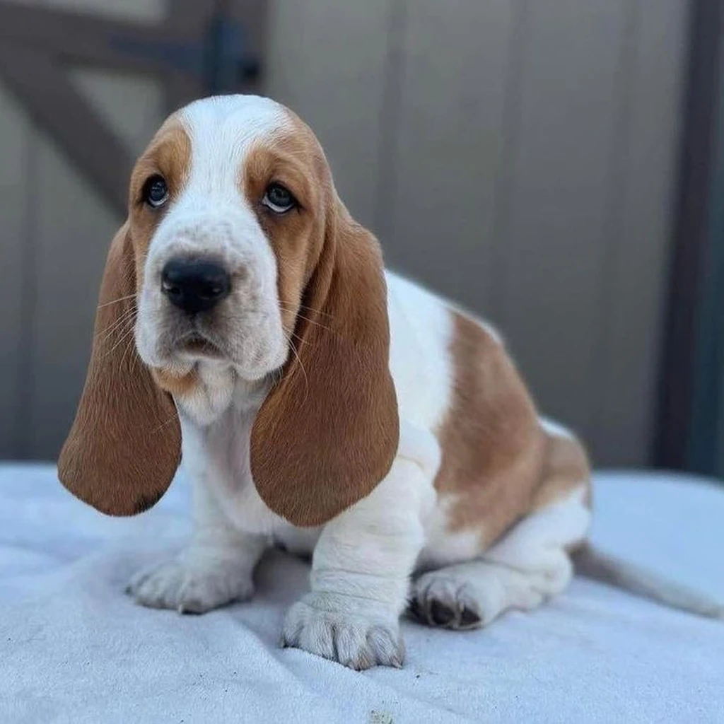 Foto 6 de Basset Hound