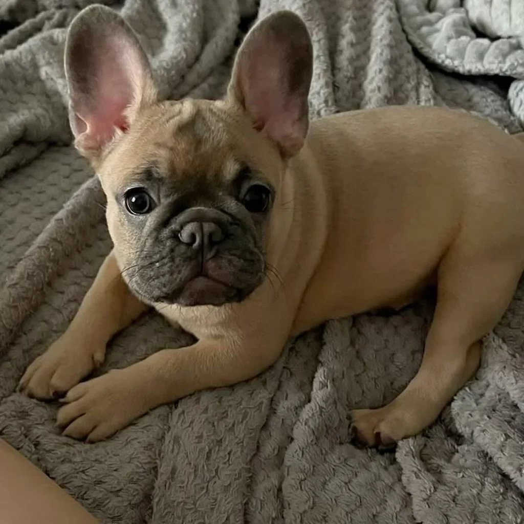 Foto 3 de Bulldog Francés