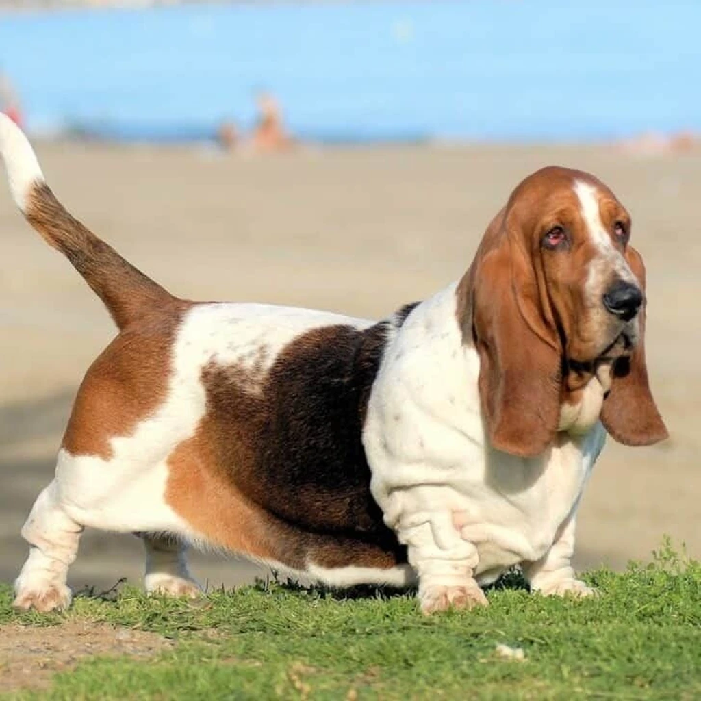 Foto 3 de Basset Hound