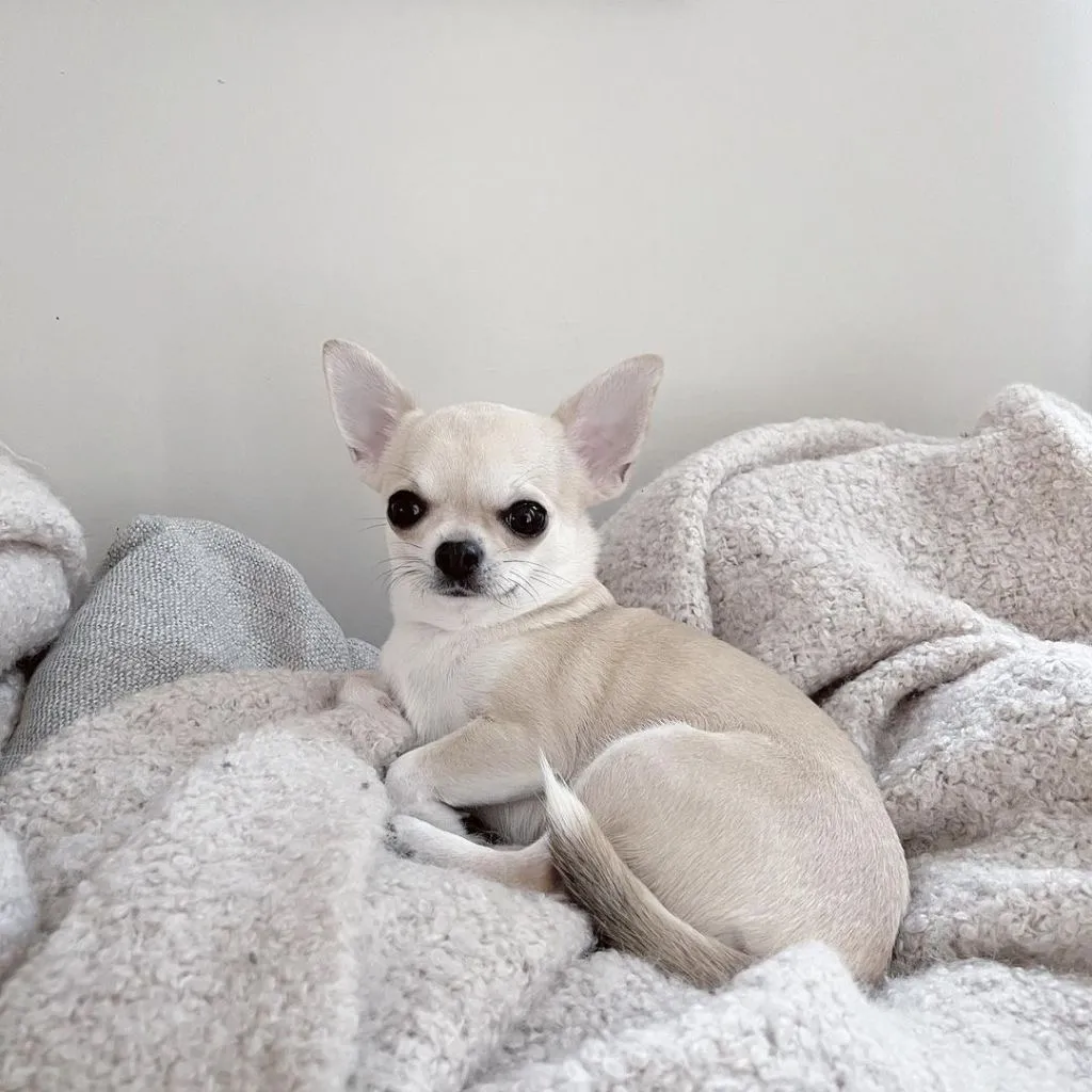 Chihuahua: ¿es la raza ideal para tu hogar?