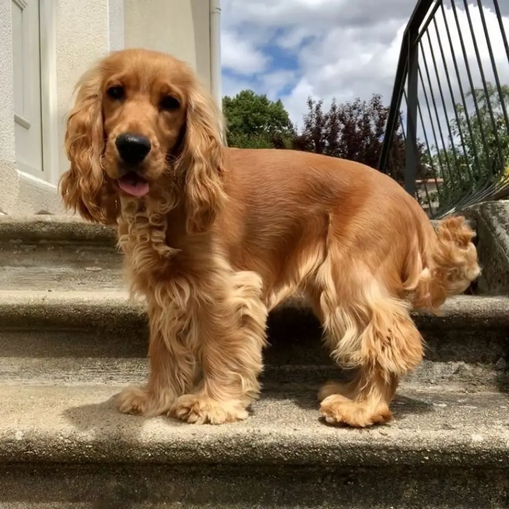 Foto 5 de Cocker Spaniel