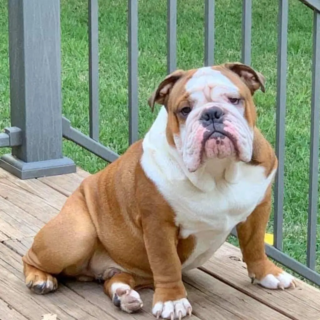 Cachorro Bulldog Inglés disponible