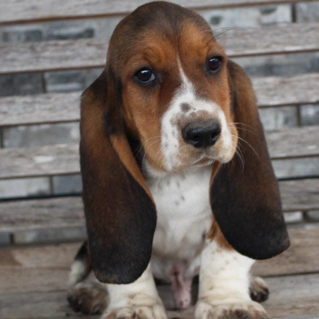 Foto 5 de Basset Hound