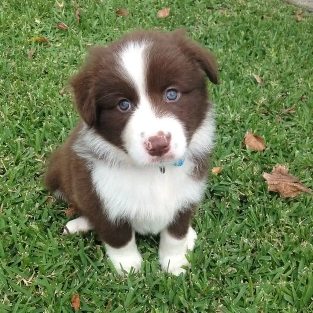 Foto 3 de Border Collie