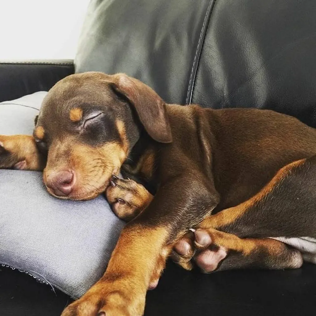 Foto 6 de Doberman