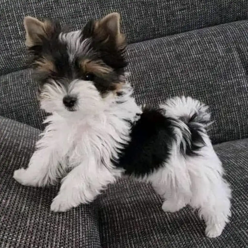 Cachorro Yorkie Biewer