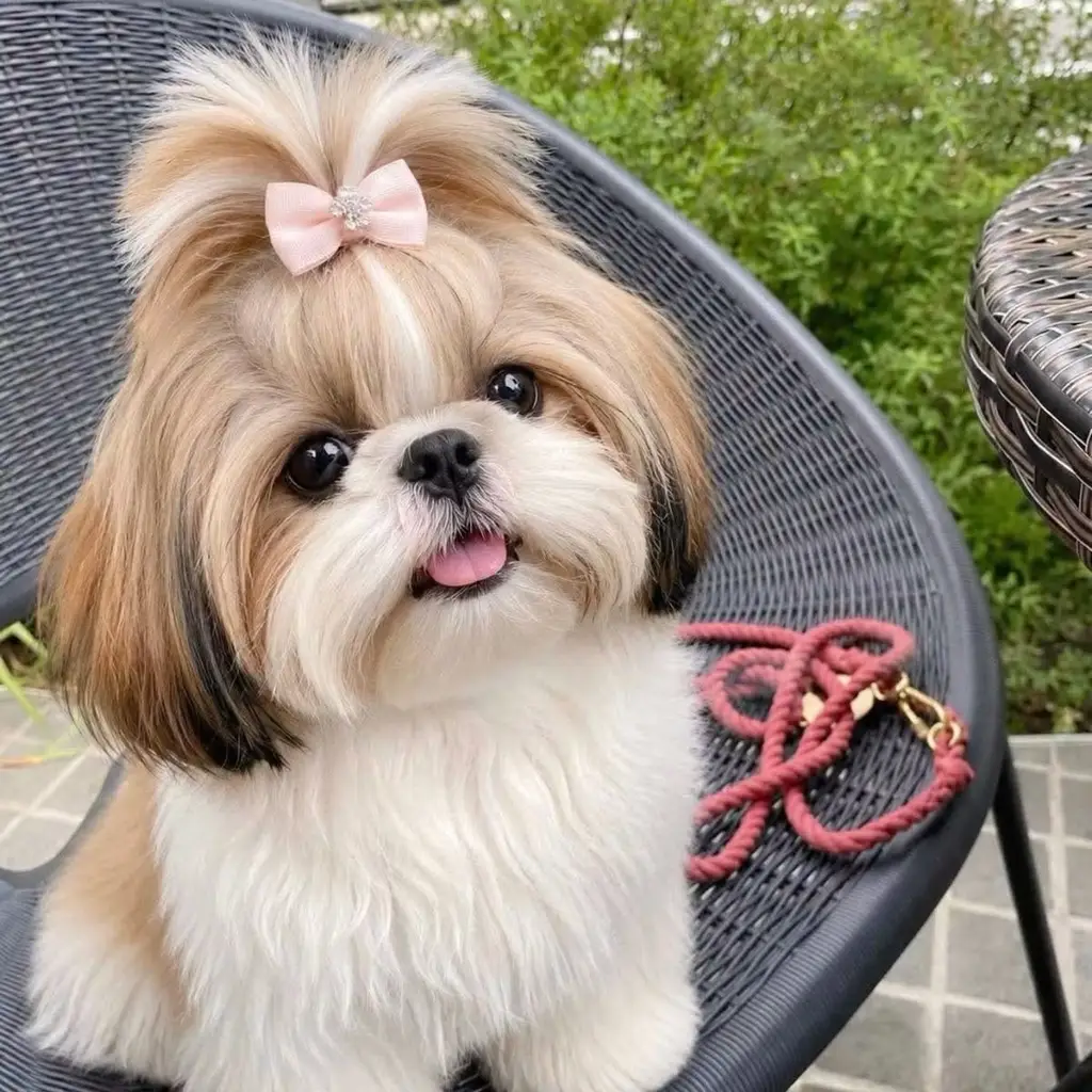 Foto 5 de Shih Tzu