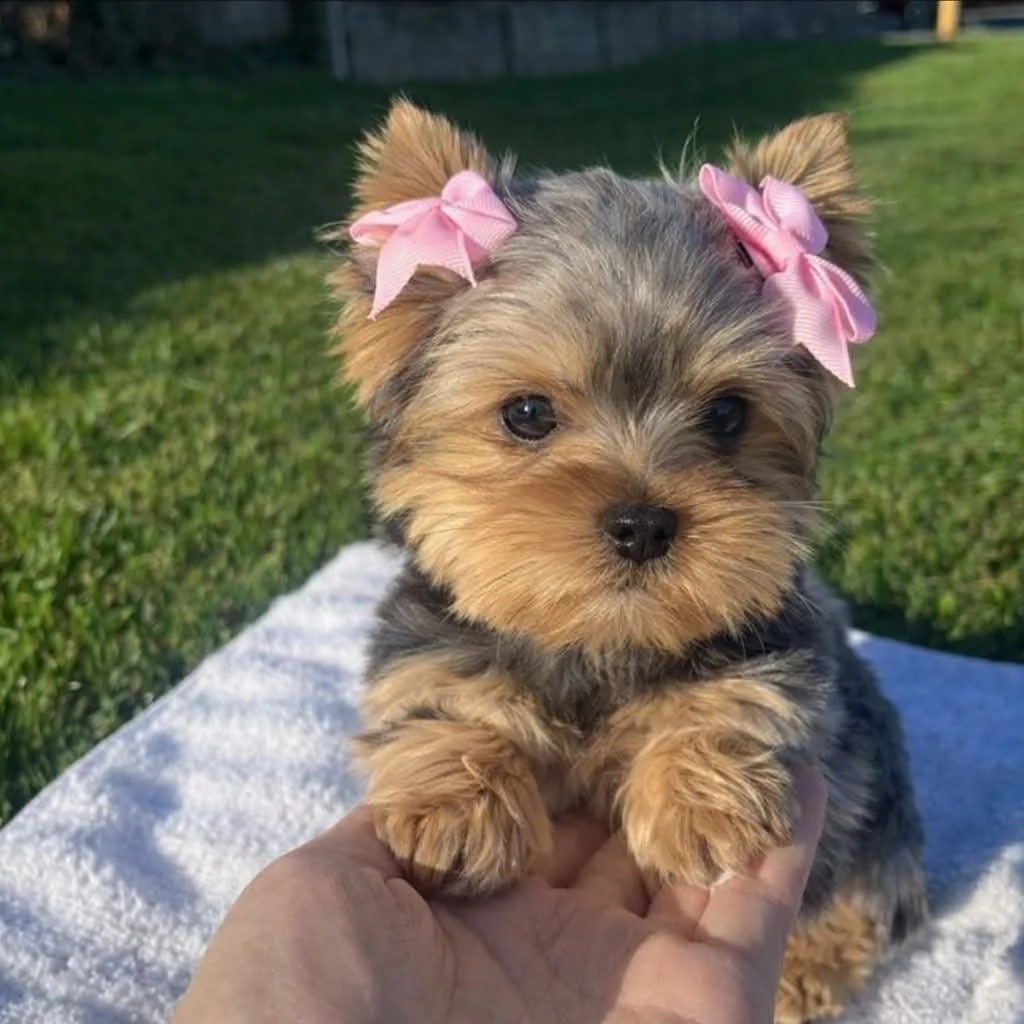Foto 2 de Yorkshire Terrier