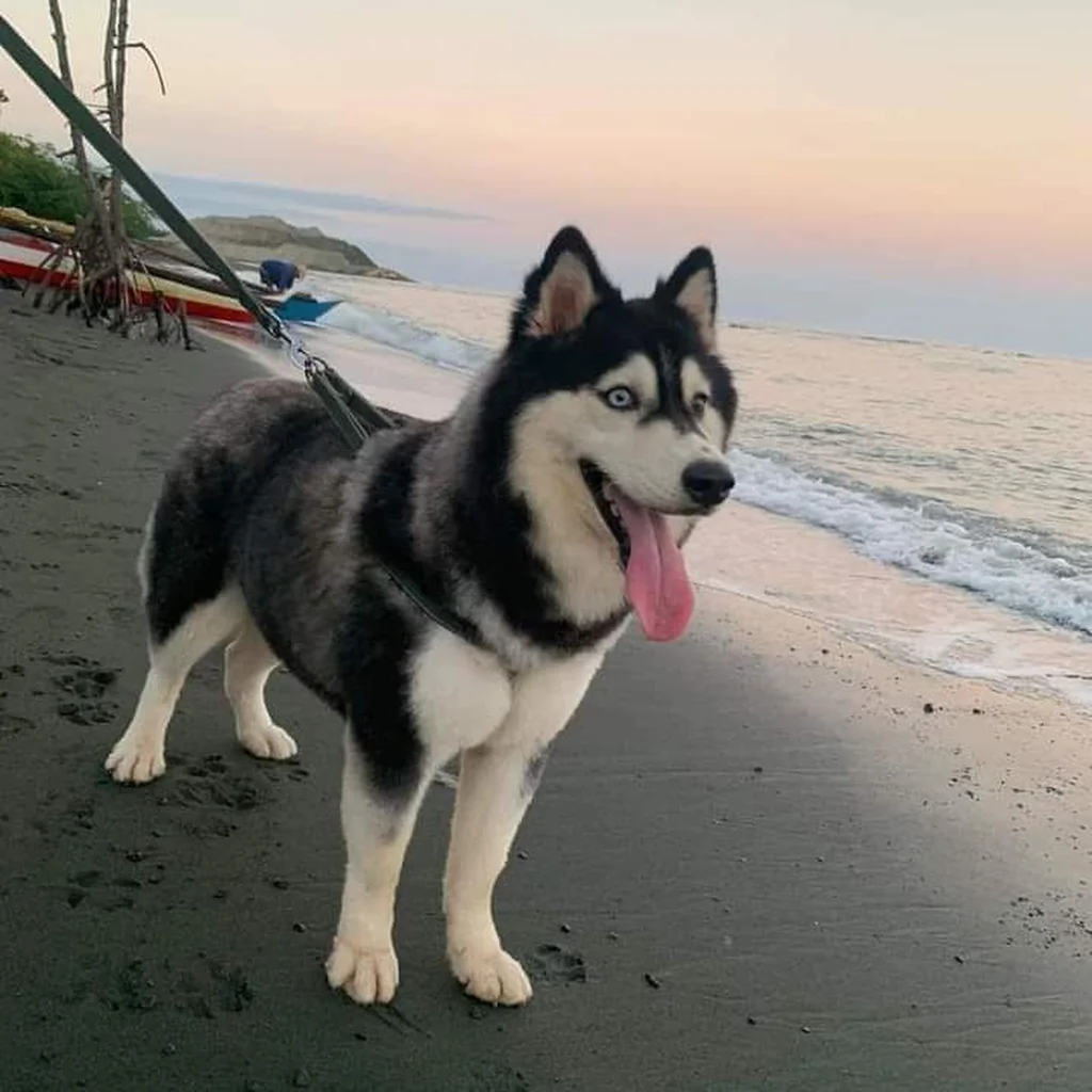 Cachorro Husky Siberiano disponible