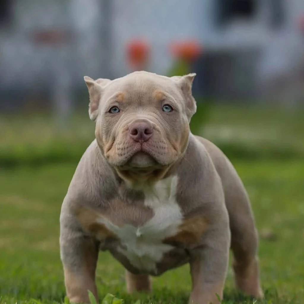 Foto 6 de American Bully