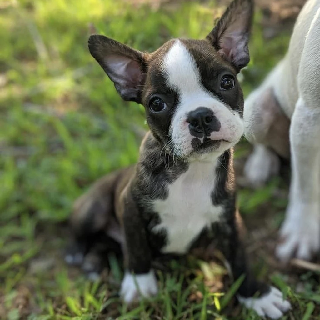 Foto 3 de Boston Terrier