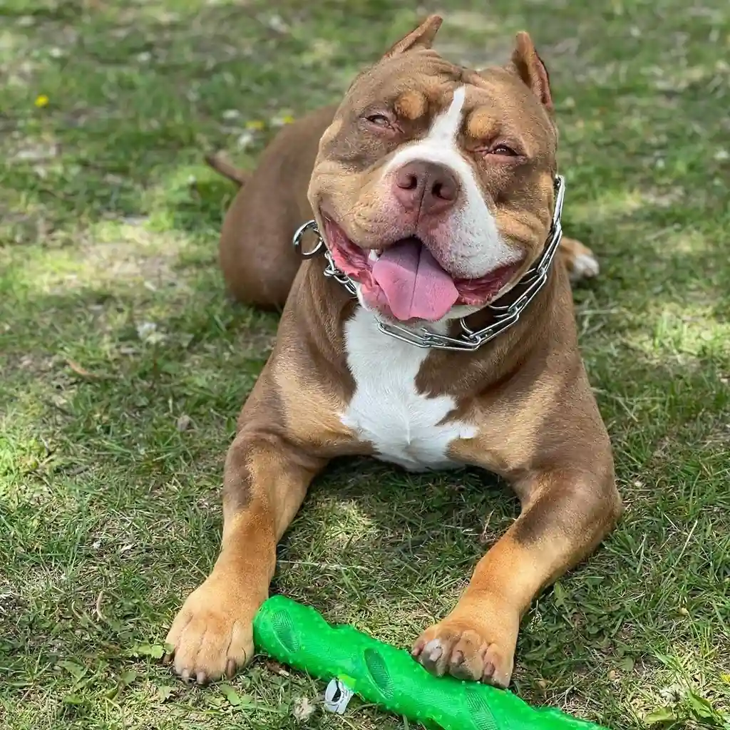 Foto 5 de Pitbull