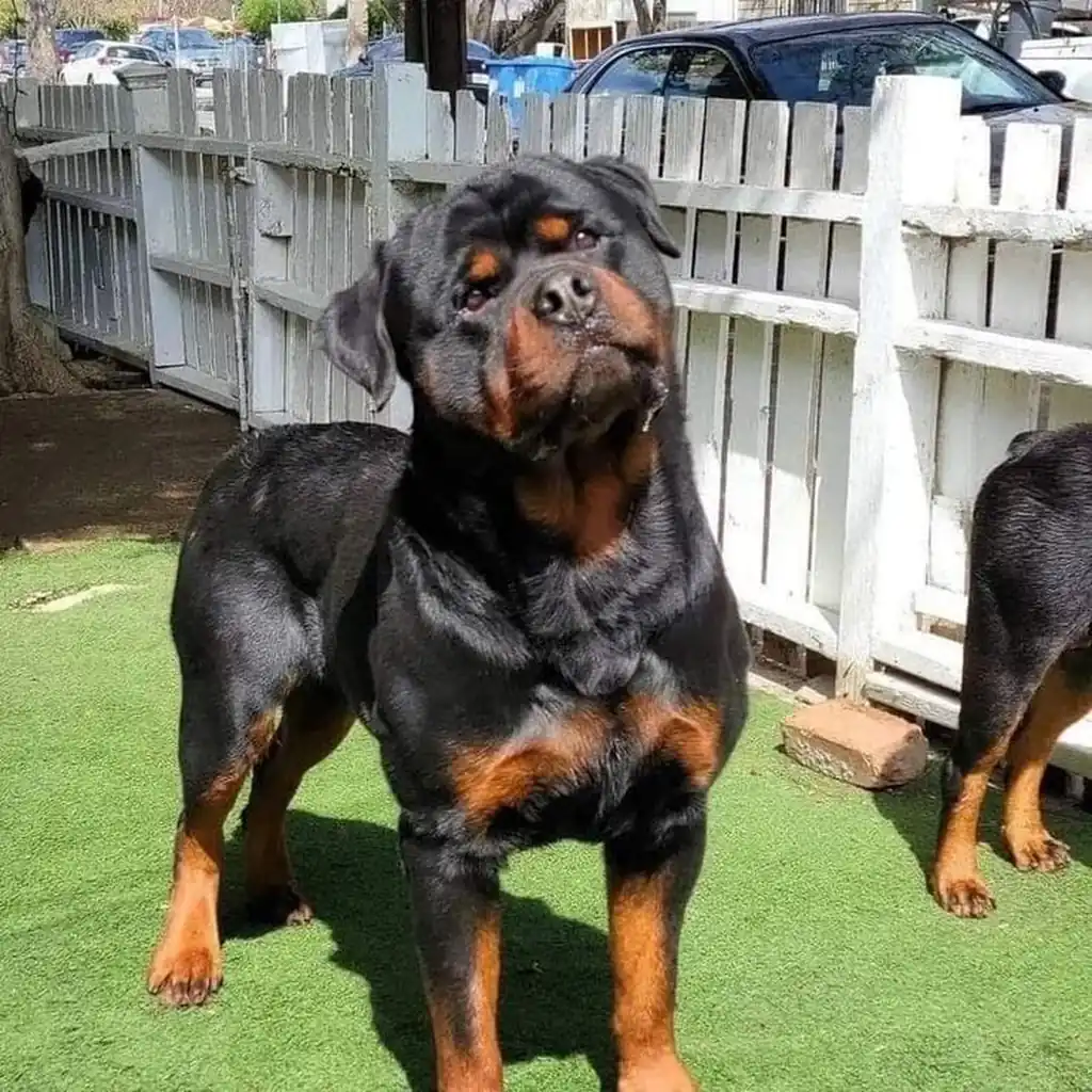 Foto 5 de Rottweiler