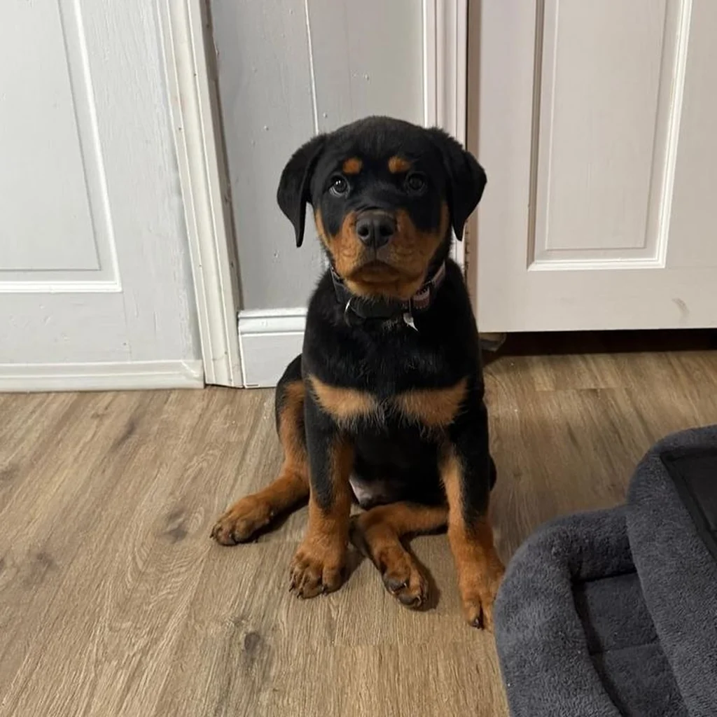 Foto 3 de Rottweiler
