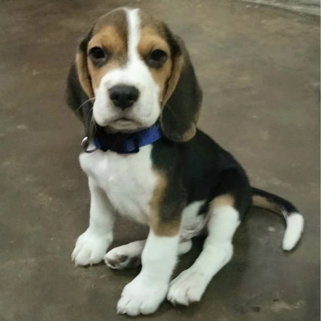 Foto 2 de Beagle