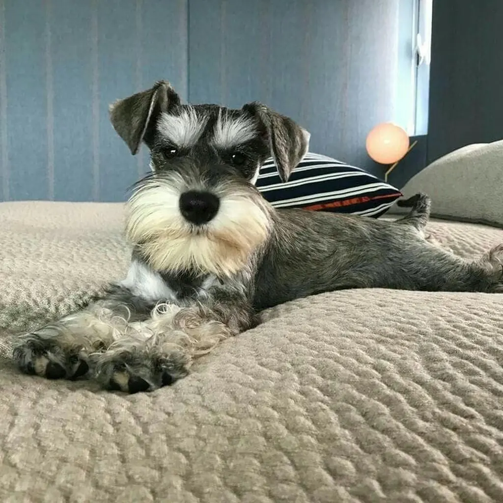 Foto 6 de Schnauzer