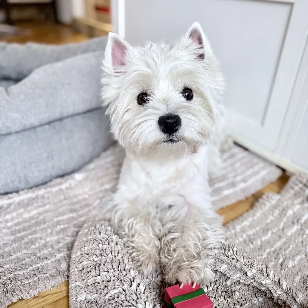 Foto 4 de West Highland Terrier (Westy)