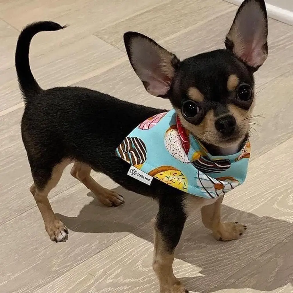 Cachorro Chihuahua disponible