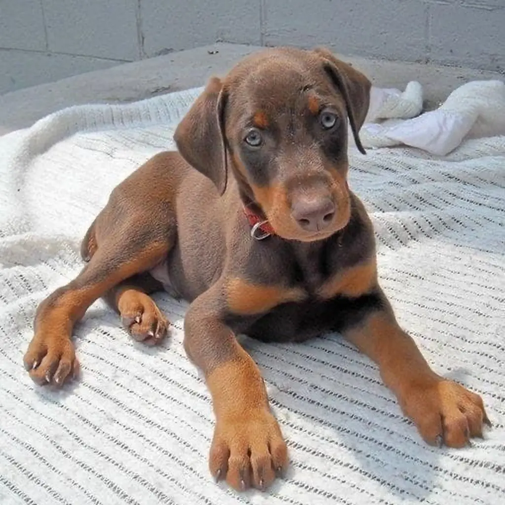 Foto 3 de Doberman