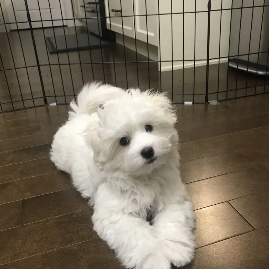 Cachorro French Poodle