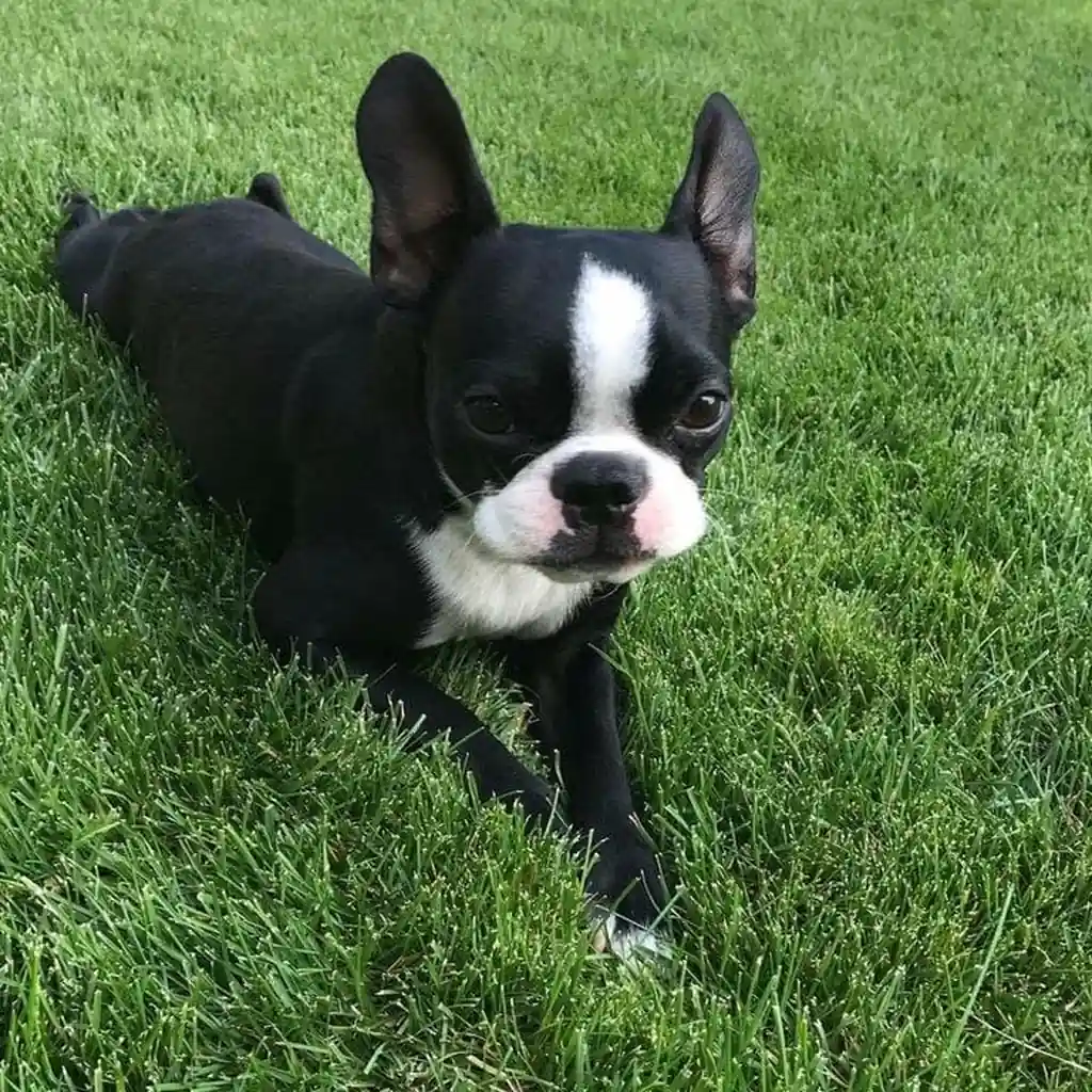 Foto 6 de Boston Terrier