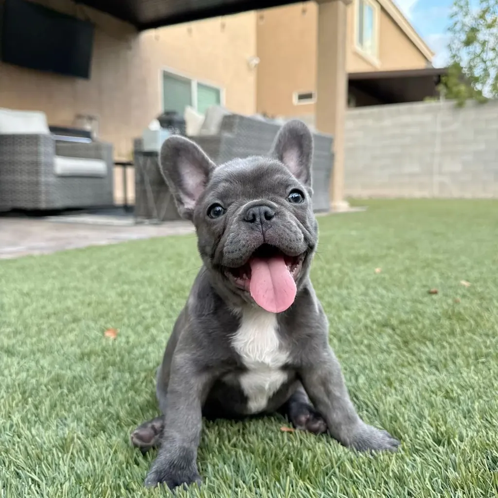 Foto 5 de Bulldog Francés