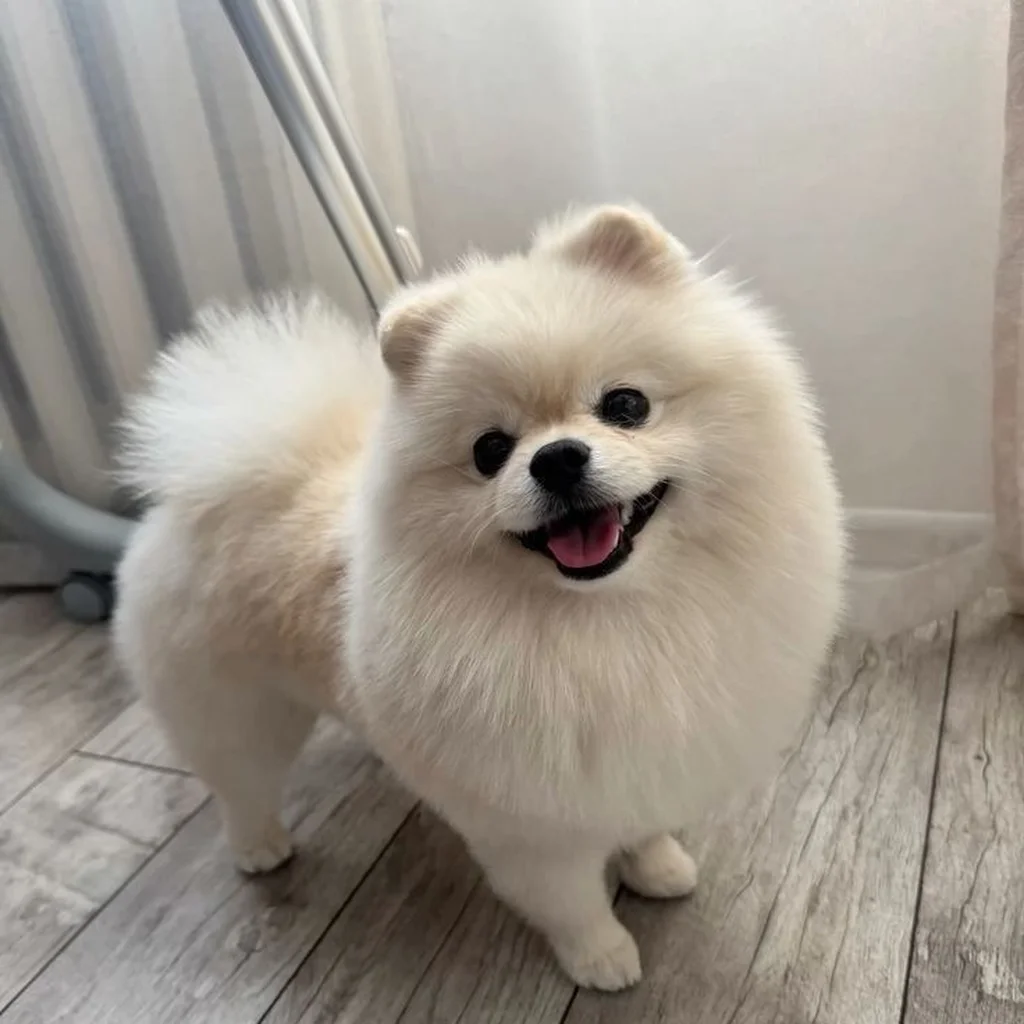 Cachorro Pomerania disponible