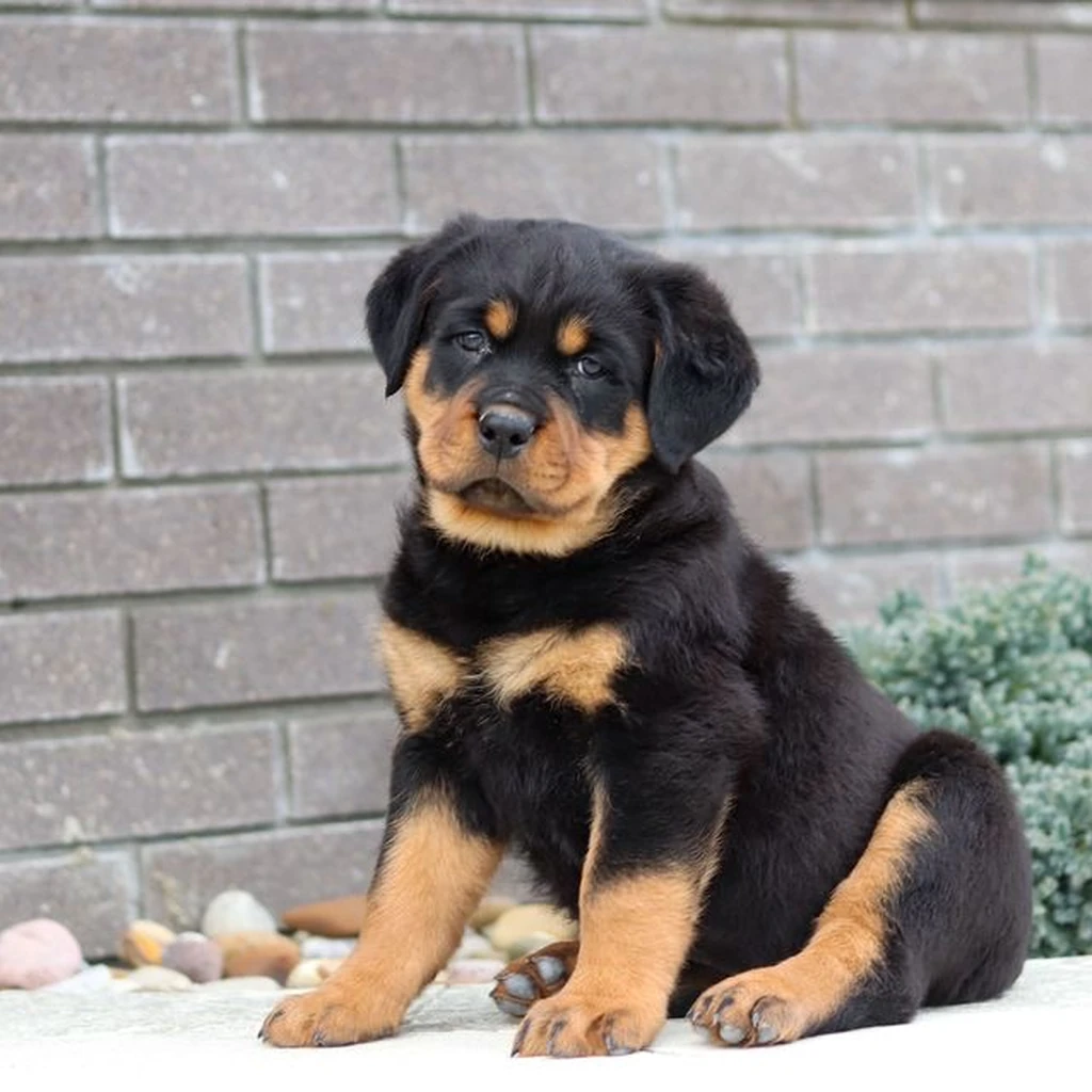 Foto 4 de Rottweiler